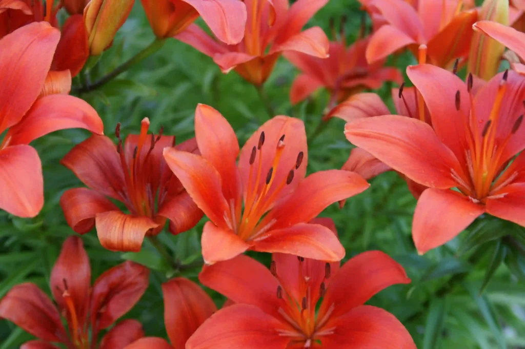 lily