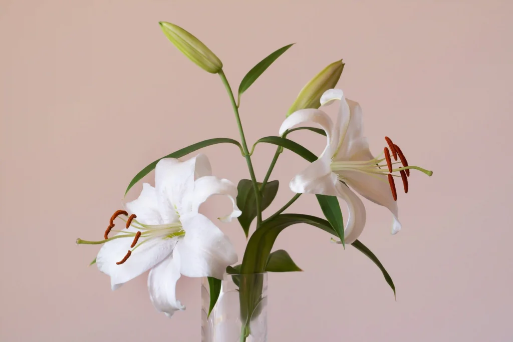 lily flower