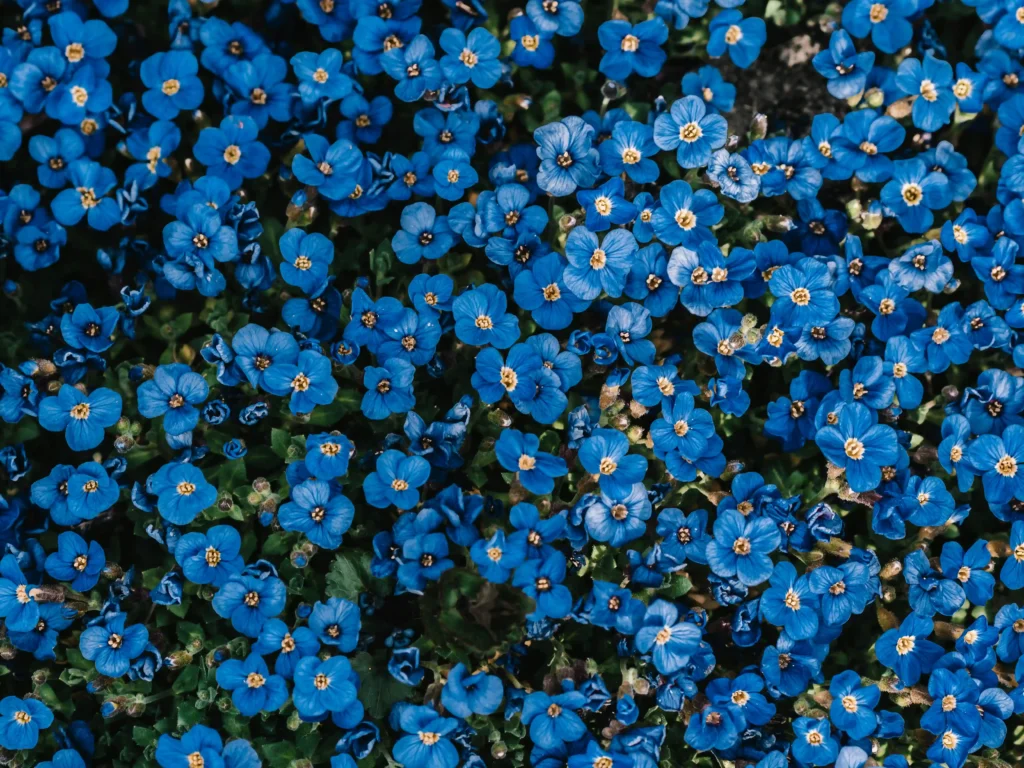 best blue flower arrangement