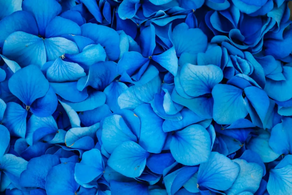 Blue Flowers florist