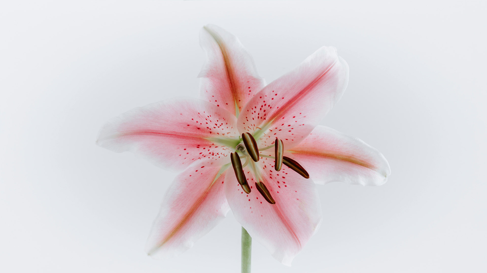 Lily Flower