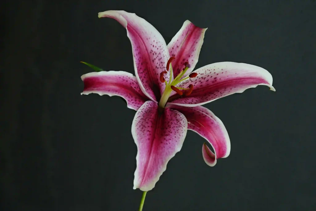 What is lily flower symbol