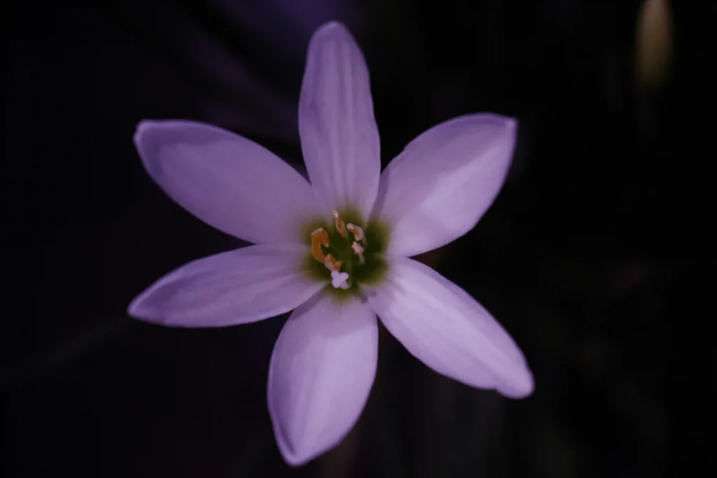 lily flowers