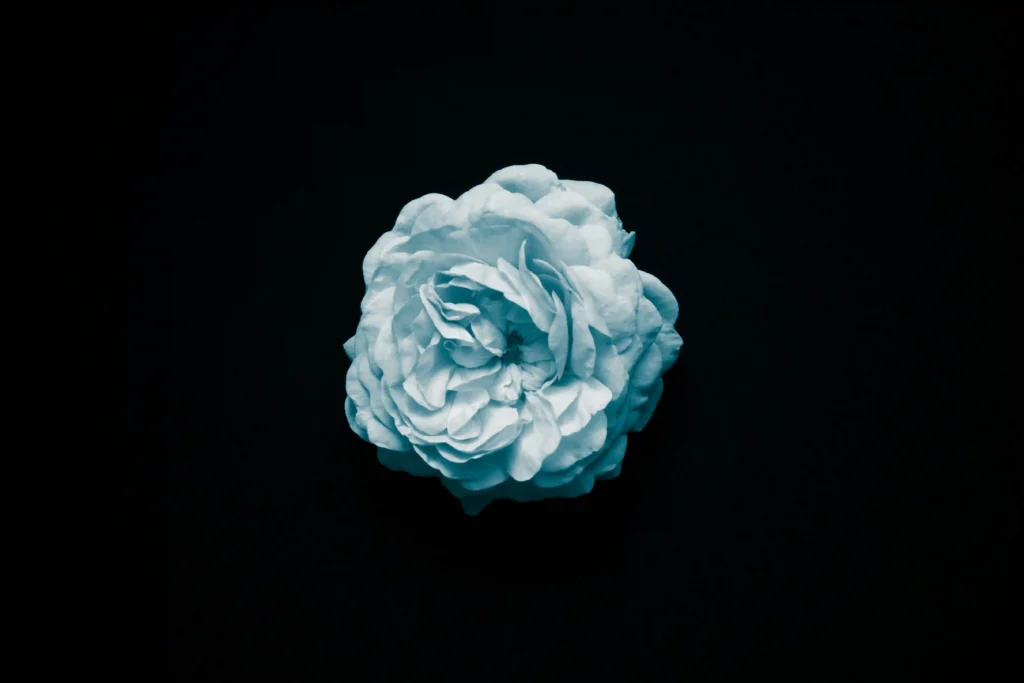 blue flower orange county