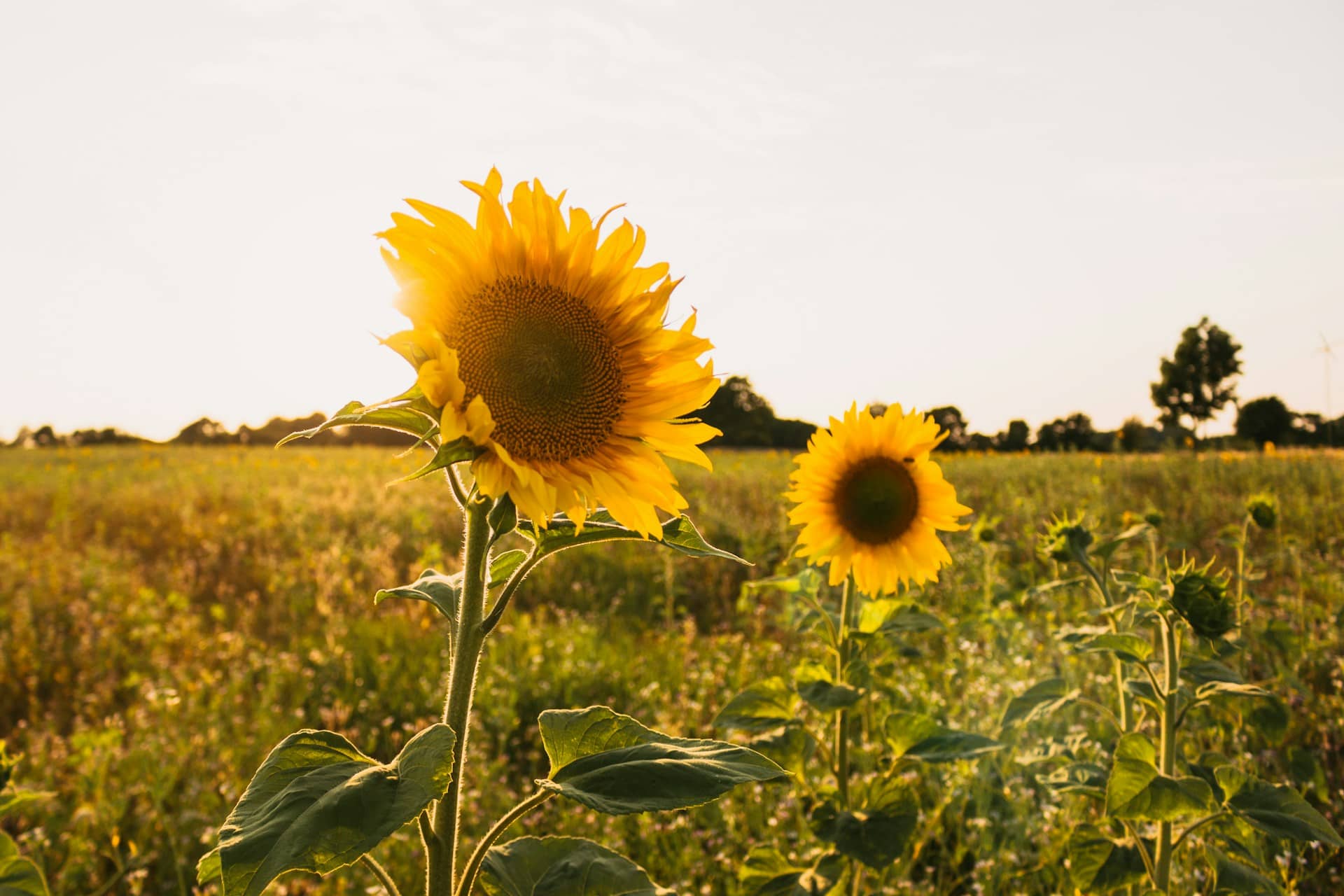 Sunflower Bouquet