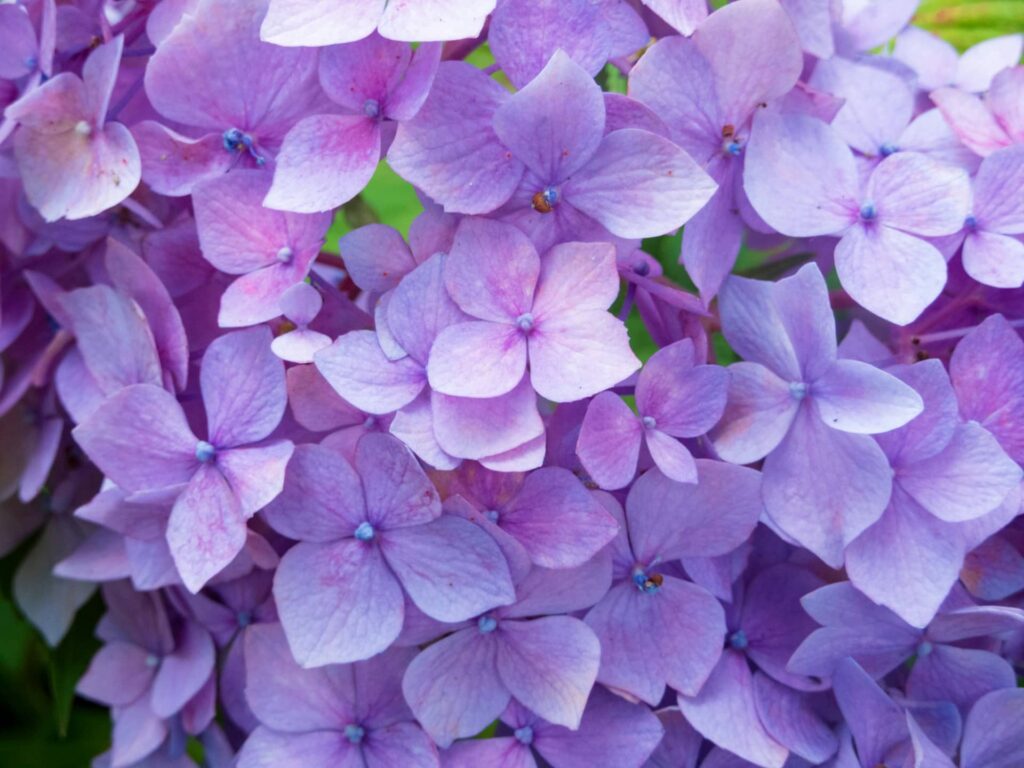 Hydrangea flower