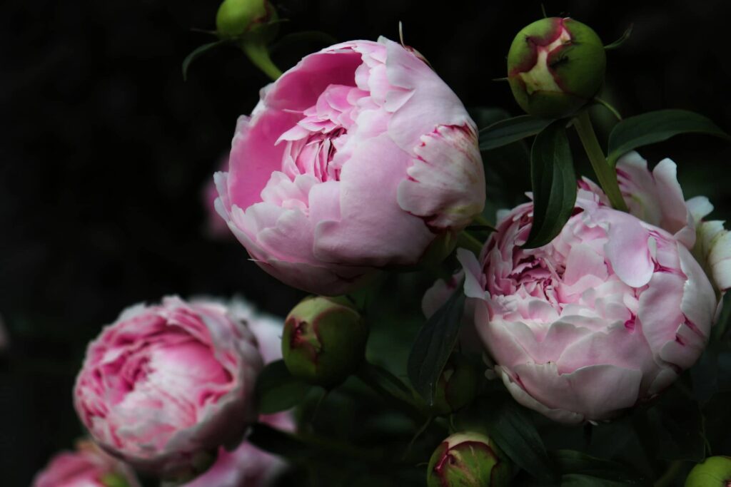 Peony Flowers Orange County