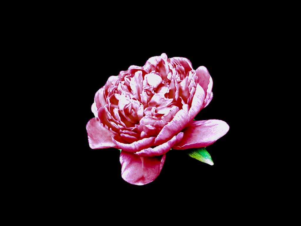 Peony Flowers So-Cal