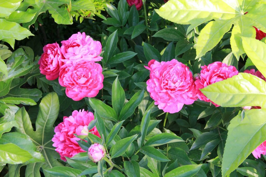 Peony Flowers meaning