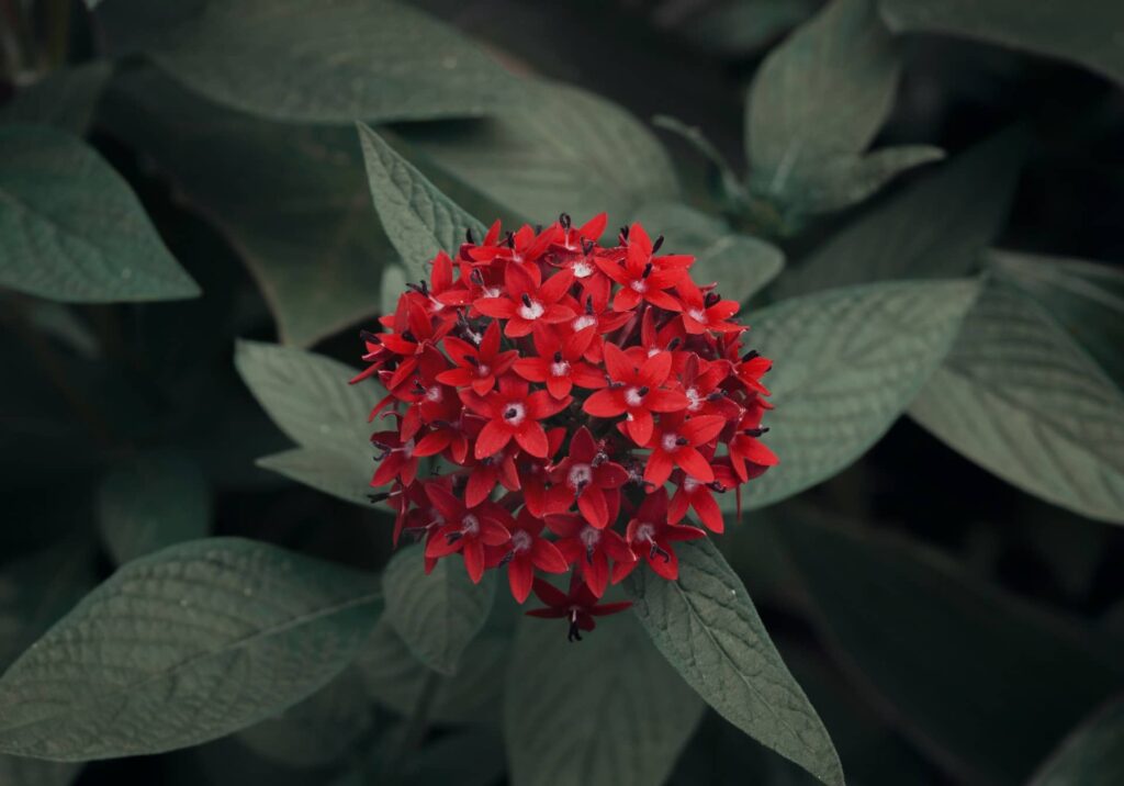 Red Flowers