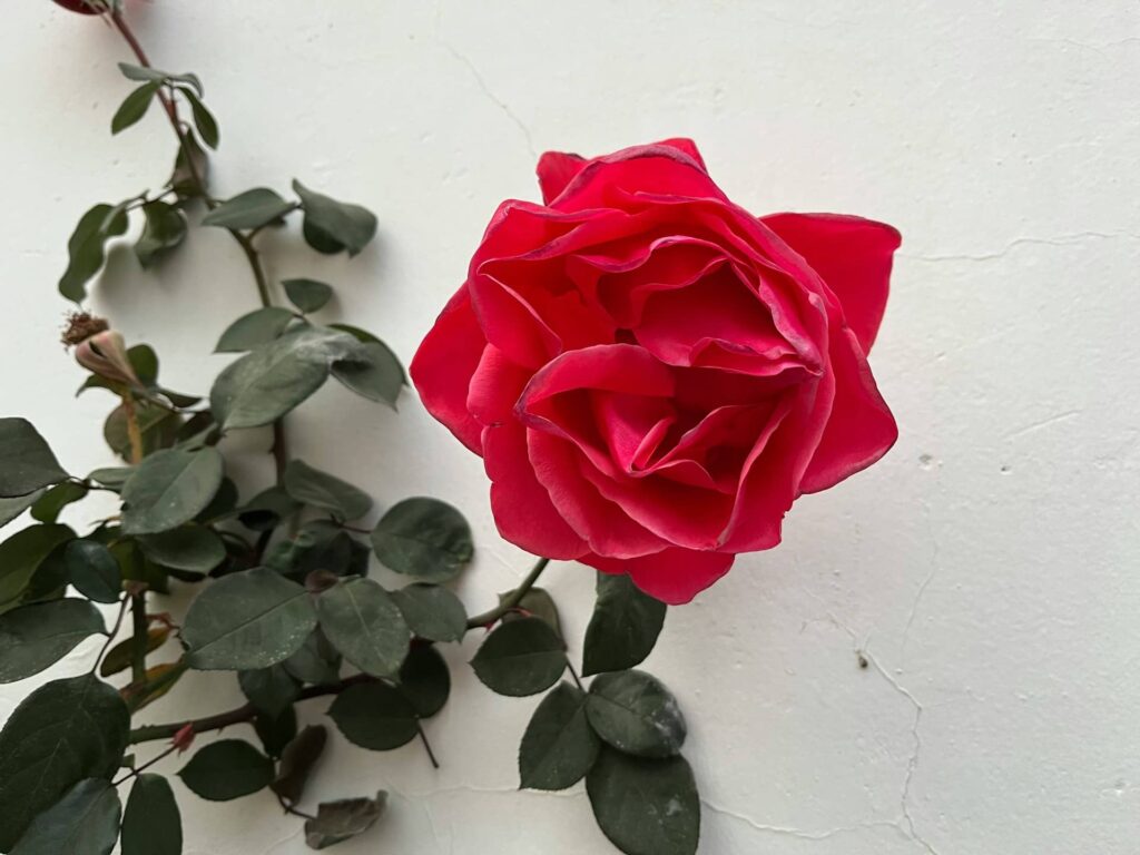 Red Flowers California