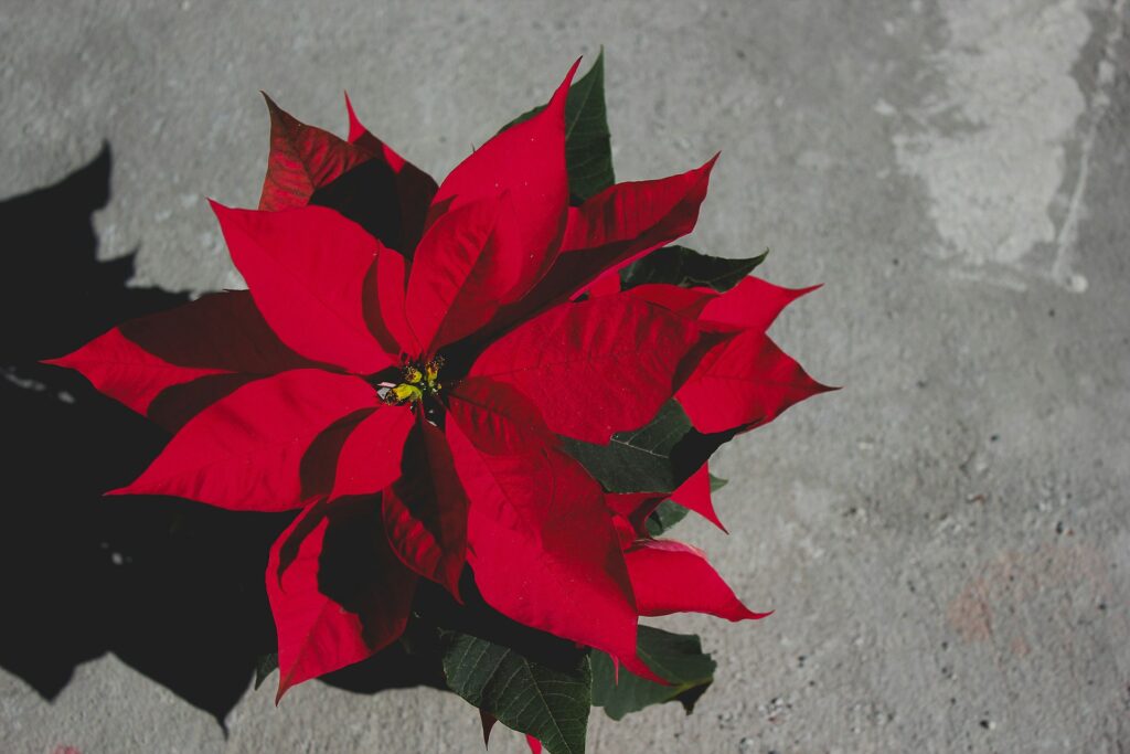 Christmas Flower 