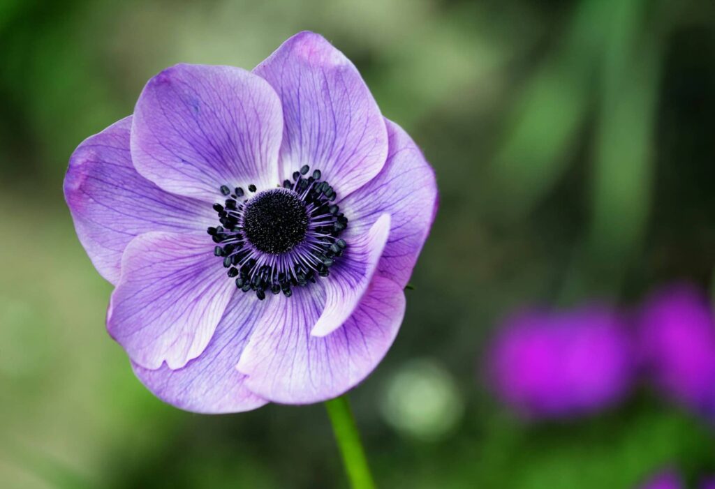Anemones OC