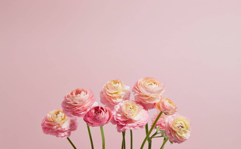 Ranunculus Flowers OC