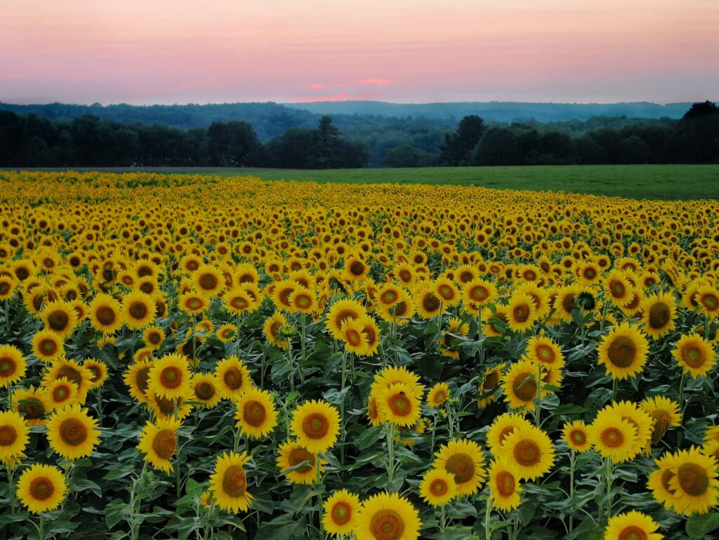 Sunflowers OC