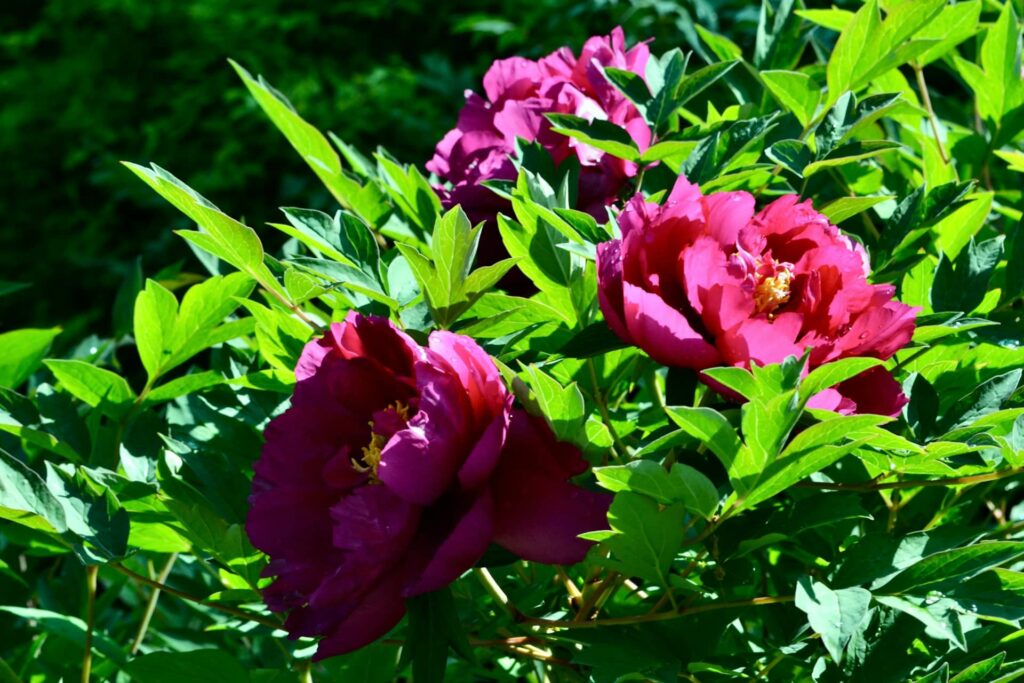 Peonies Luxury in Bloom