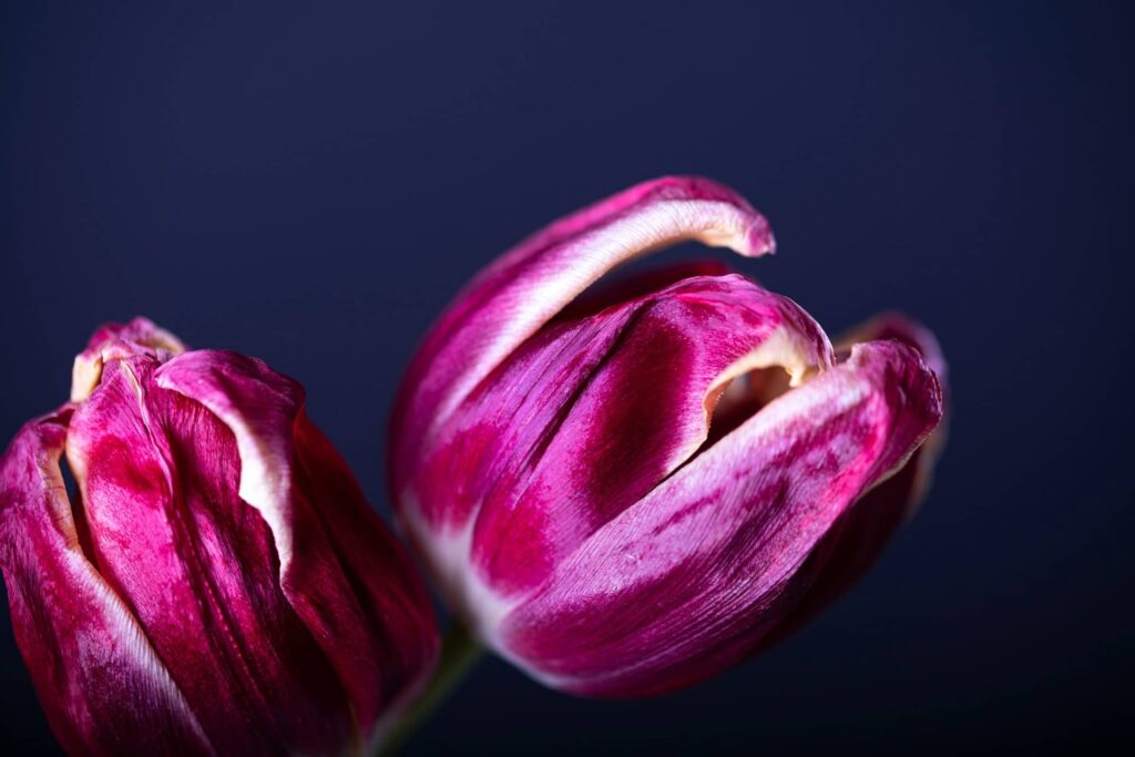 Tulip Flowers
