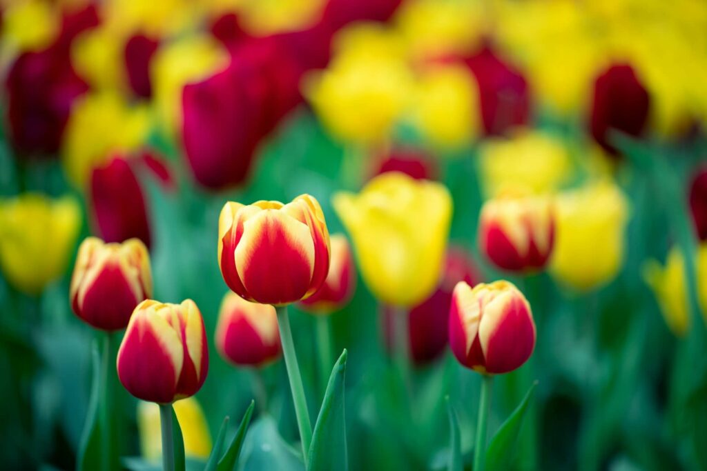 Tulip vs Rose Bouquets