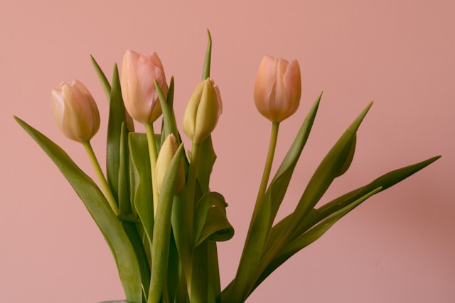 Luxury Tulip Bouquets
