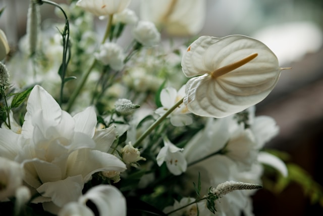 Orange County Flower 2026