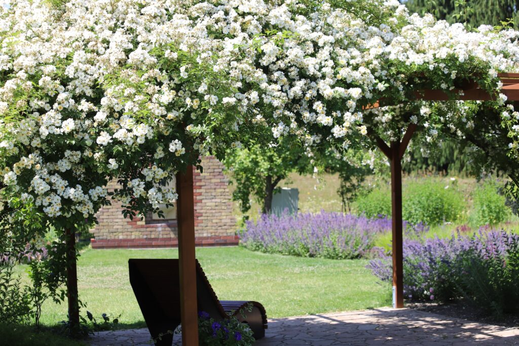 Garden pergola covered with blooming white roses creating a romantic outdoor setting