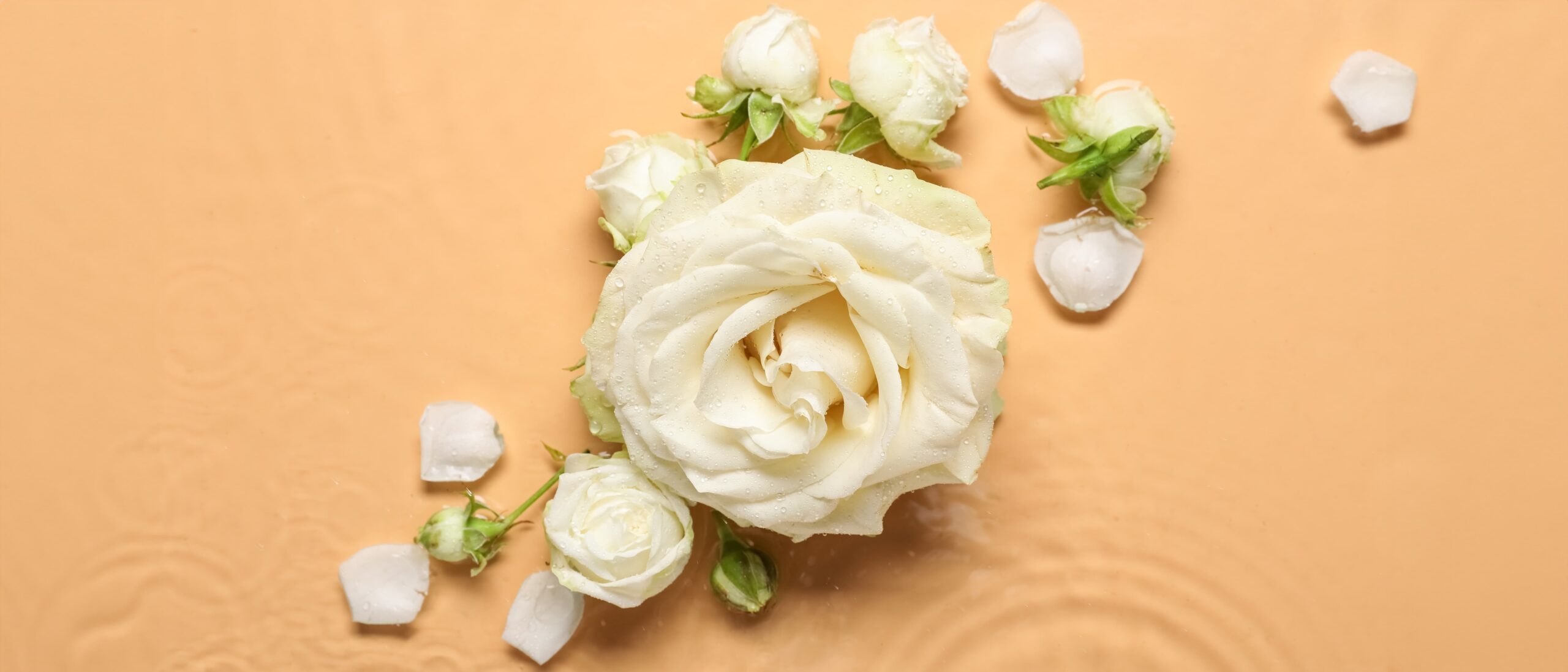 Romantic white rose with soft petals and water droplets, surrounded by small buds and scattered petals on a warm peach background