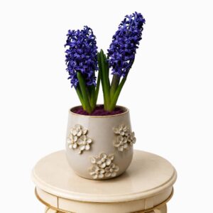 Hyacinth Potted Ceramic Pot with Purple Moss