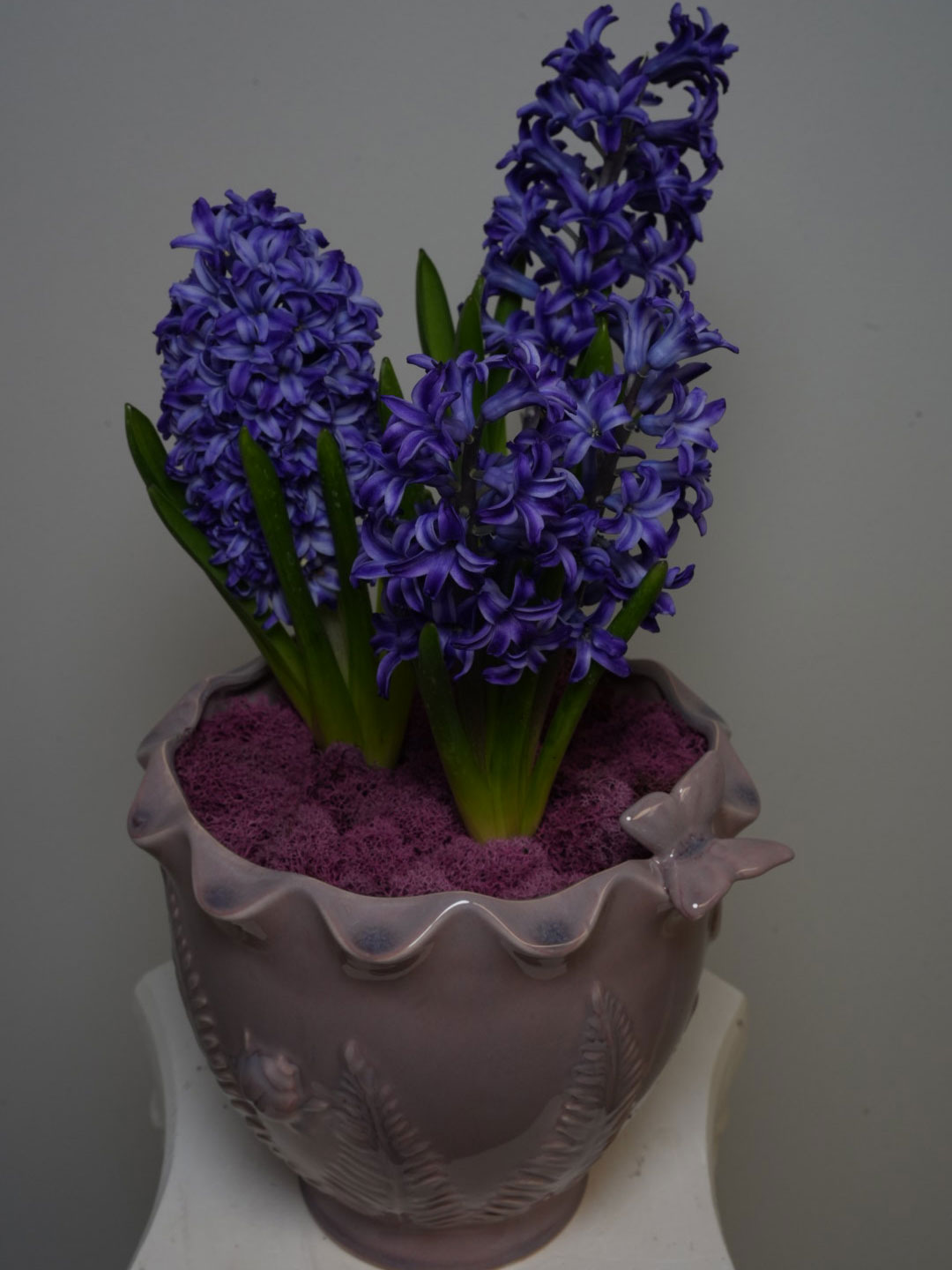 Hyacinth-potted-ceramic-pot-with-purple-moss-1
