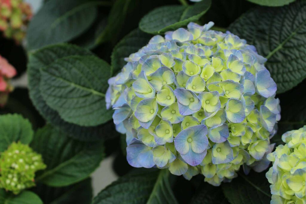 Limelight Hydrangea Seasonal Beauty
