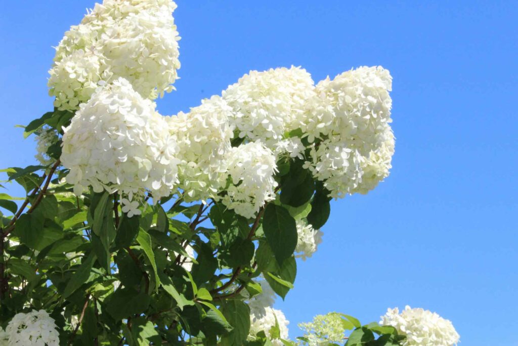 Limelight Hydrangea The Luxe Bloom