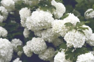 Limelight Hydrangea The Luxe Bloom That Makes Every Arrangement Look Expensive