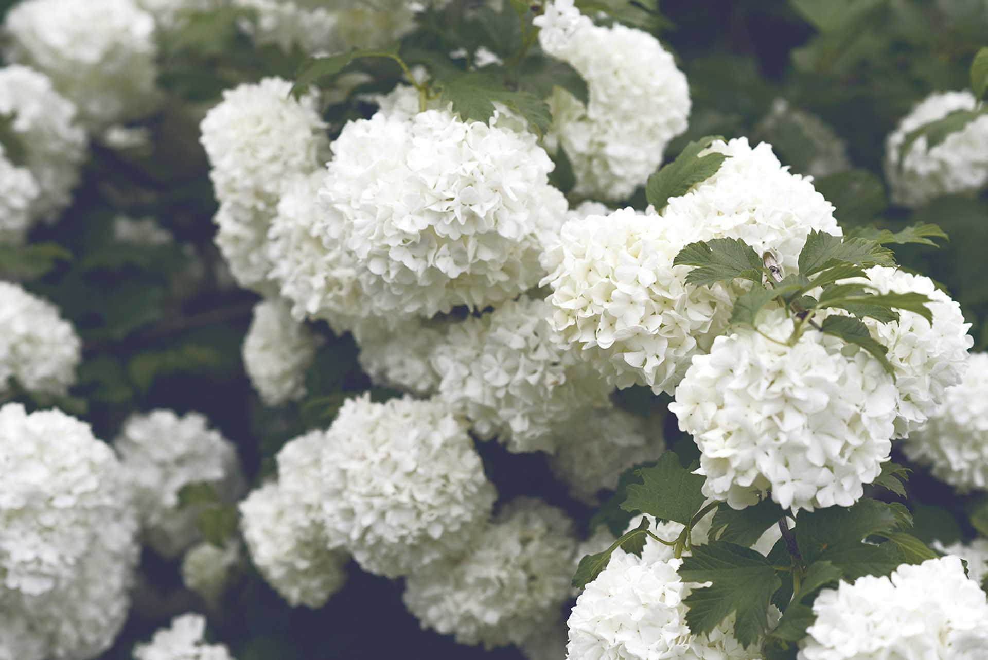 Limelight Hydrangea The Luxe Bloom That Makes Every Arrangement Look Expensive