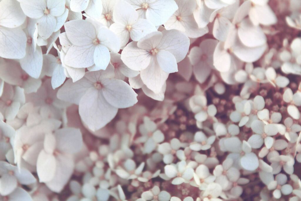 Limelight Hydrangea The Luxe Floral Design Orange County