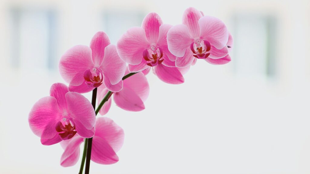Orchids What Makes Orchids a Premium Floral Choice