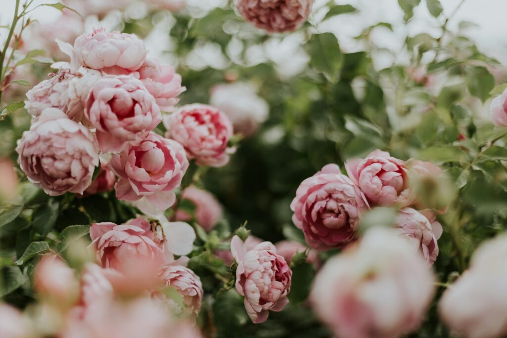 Peonies What Do Peonies Symbolize in Modern Floral Design