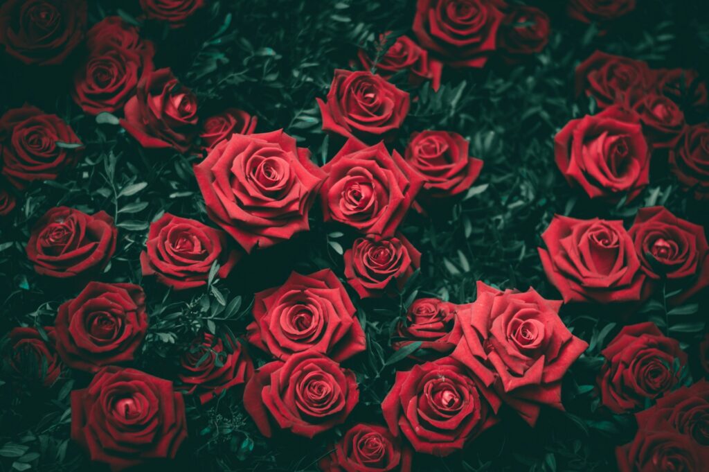 Roses Why Are Roses Still the Most Popular Flowers
