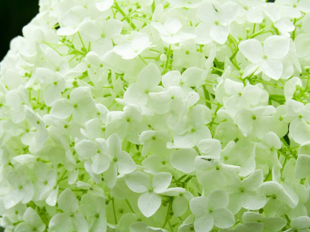 Why Limelight Hydrangea is Best choice for wedding bouquets