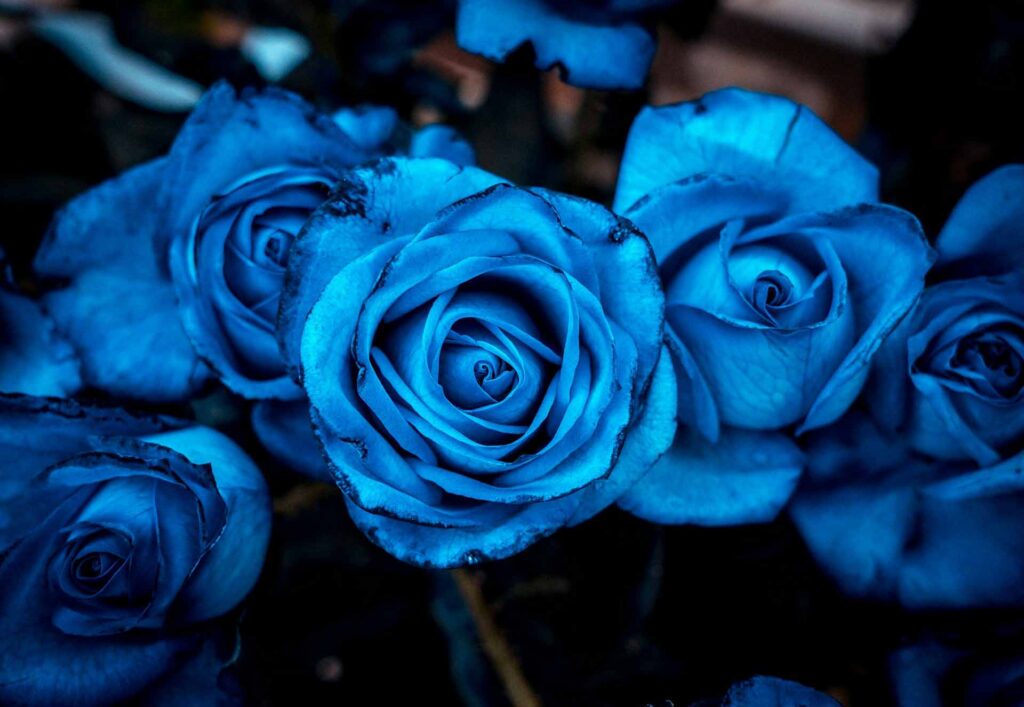 blue rose bouquet meaning