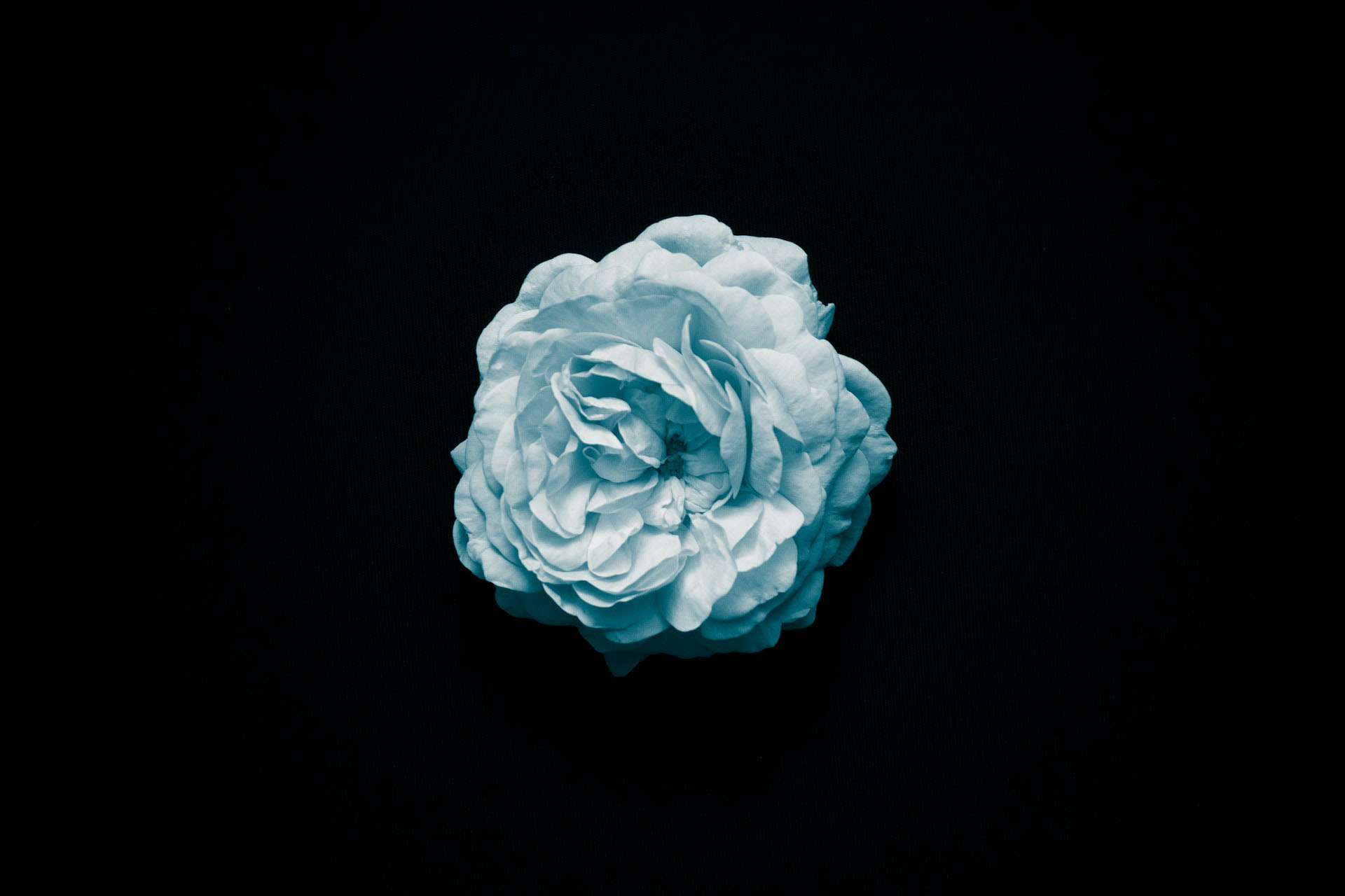 blue rose meaning and types 2026 orange county