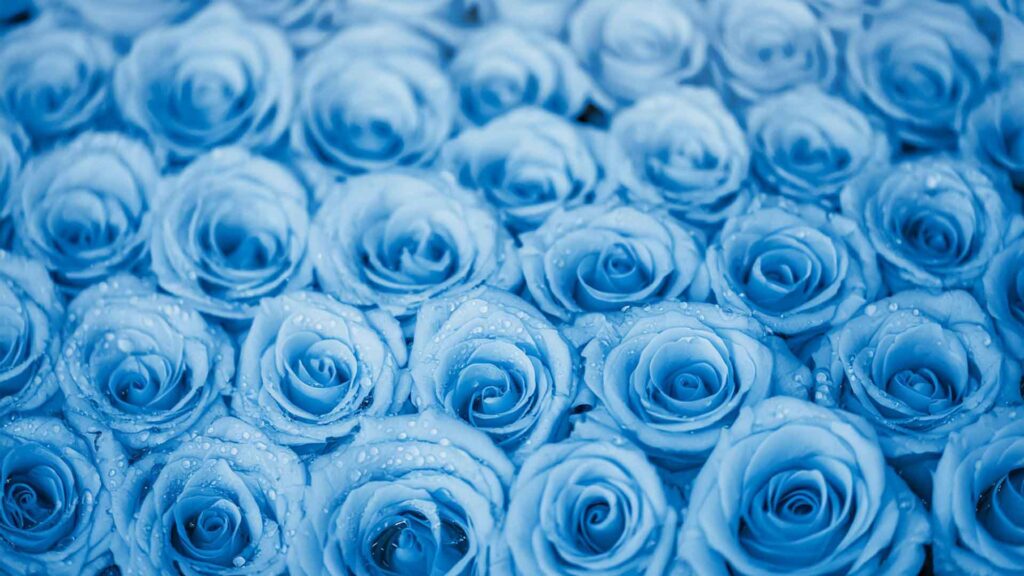 blue rose orange county