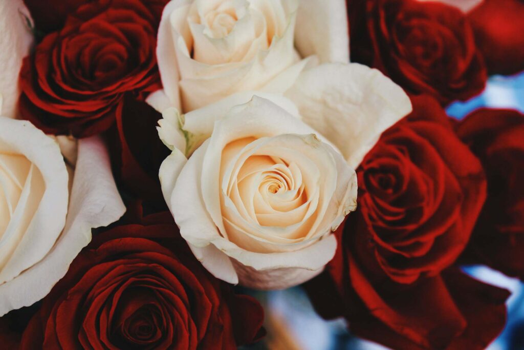 Long-Stem Roses for collage graduation