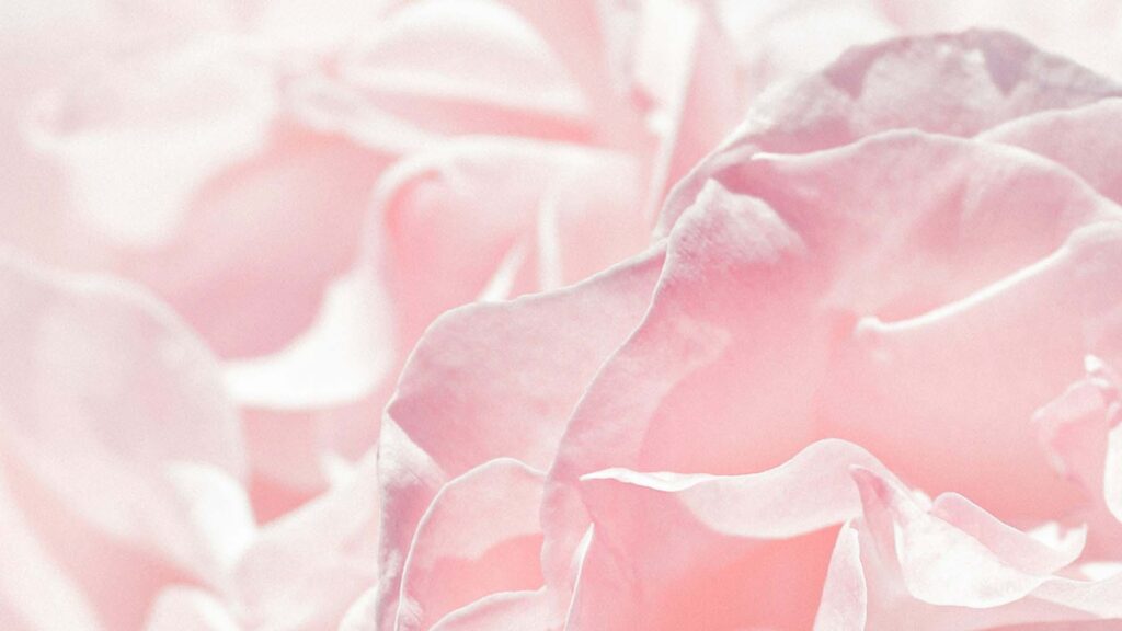 wedding Roses offer orange county
