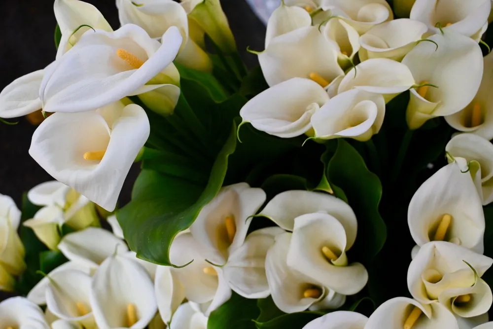 Best Flowers for a Minimalist Arrangement